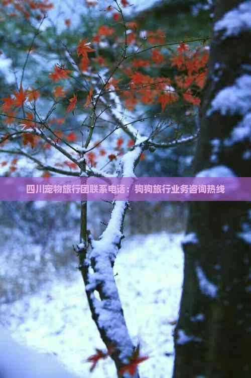 四川宠物旅行团联系电话：狗狗旅行业务咨询热线