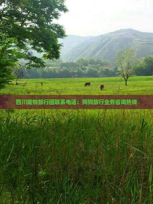 四川宠物旅行团联系电话：狗狗旅行业务咨询热线