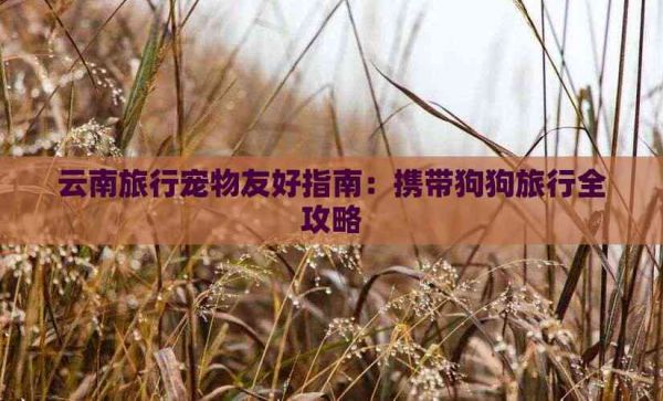 云南旅行宠物友好指南：携带狗狗旅行全攻略