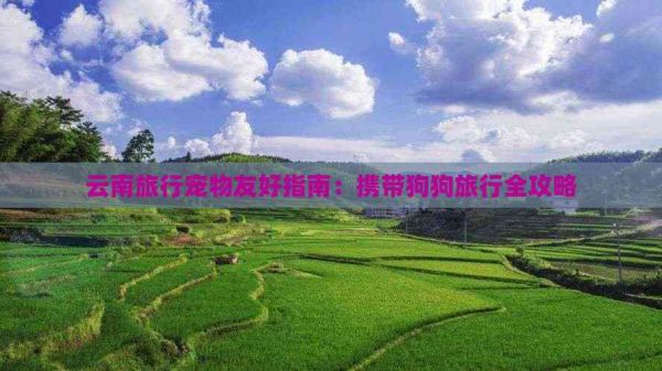 云南旅行宠物友好指南：携带狗狗旅行全攻略