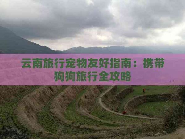 云南旅行宠物友好指南：携带狗狗旅行全攻略