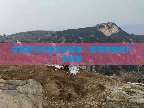 云南旅行宠物友好指南：携带狗狗旅行全攻略