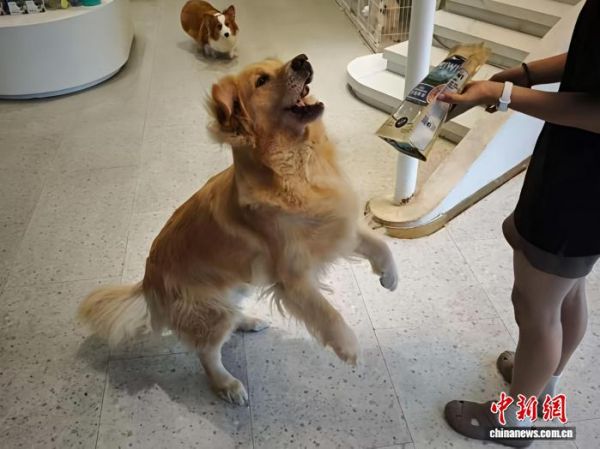 台青逐梦宠物经济:与“毛孩子”共同成长