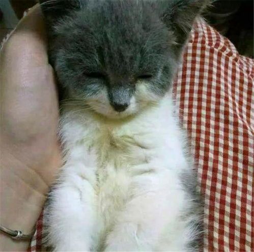 宠物猫怎么才能赚钱呢