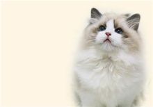 宠物猫饲养怎么赚钱