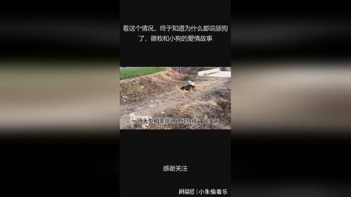 看这个情况，终于知道为什么都说舔狗了，德牧和小狗的爱情故事