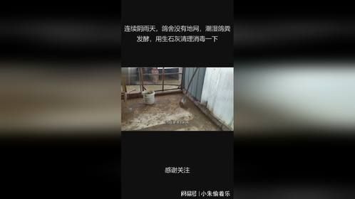 连续阴雨天，鸽舍没有地网，潮湿鸽粪发酵，用生石灰清理消毒一下