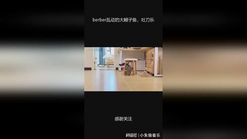 berber乱动的大鲤子鱼，吐刀乐