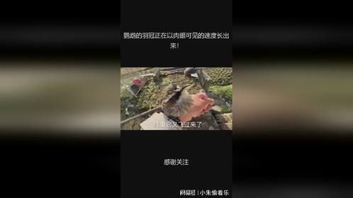 鹦鹉的羽冠正在以肉眼可见的速度长出来！