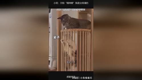 小花：欠和“精神病”我是分得清的