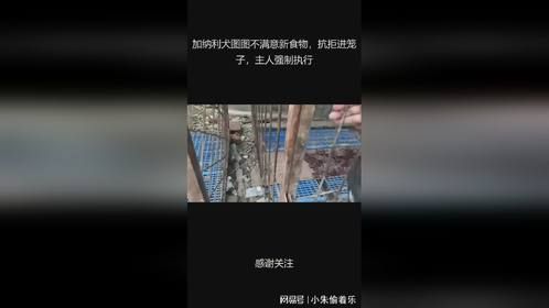 加纳利犬图图不满意新食物，抗拒进笼子，主人强制执行