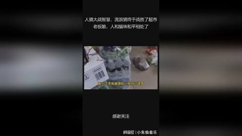 人猫大战智慧，流浪猫终于战胜了超市老板娘，人和猫咪和平相处了