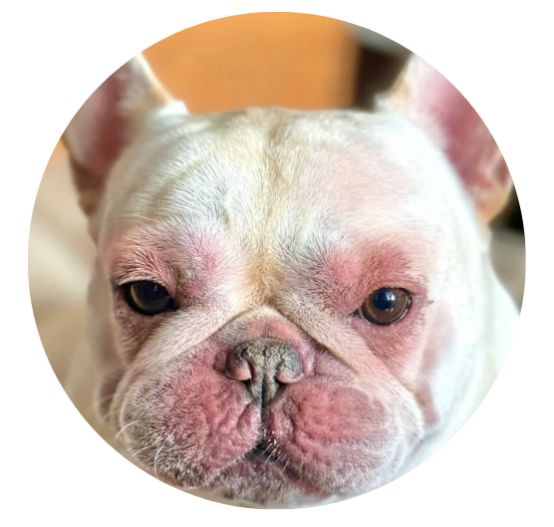 狗狗过敏的症状