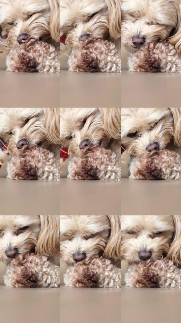 可爱的浅色马尔济斯犬特写。宠物正在舔自己的爪子。小狗对食物过敏。观赏犬的问题。低过敏性犬种。狗的焦虑