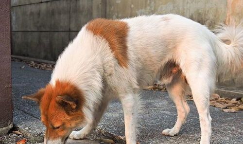 狗如何检查肠胃