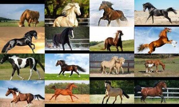 马的寿命一般在多少年左右