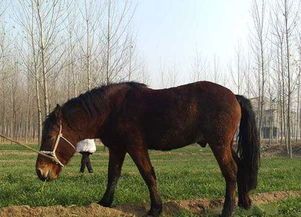 马当宠物：养马指南？初学者必看的马匹饲养技巧