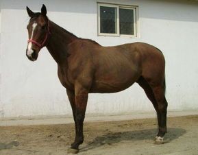 马当宠物：养马指南？初学者必看的马匹饲养技巧