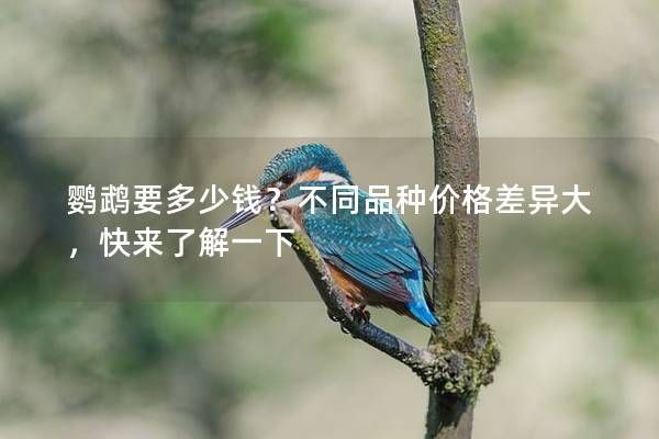 鹦鹉要多少钱?不同品种价格差异大,快来了解一下