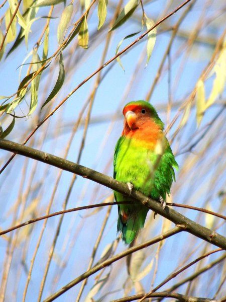 为什么不建议养牡丹鹦鹉