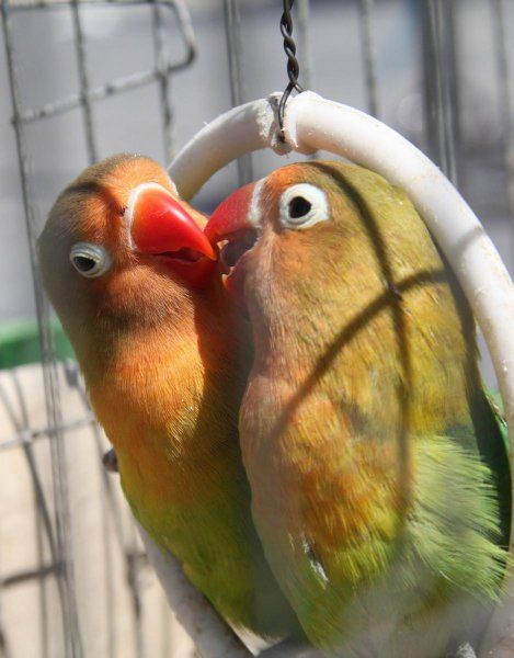 为什么不建议养牡丹鹦鹉