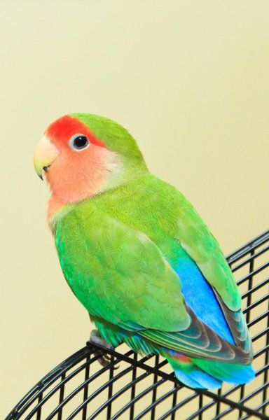 为什么不建议养牡丹鹦鹉