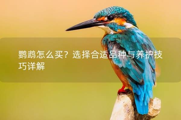 鹦鹉怎么买？选择合适品种与养护技巧详解