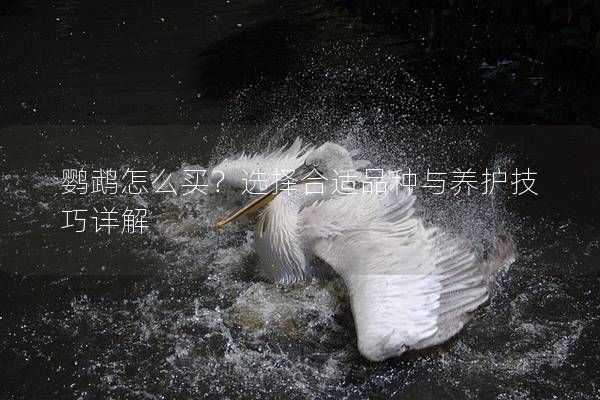 鹦鹉怎么买？选择合适品种与养护技巧详解