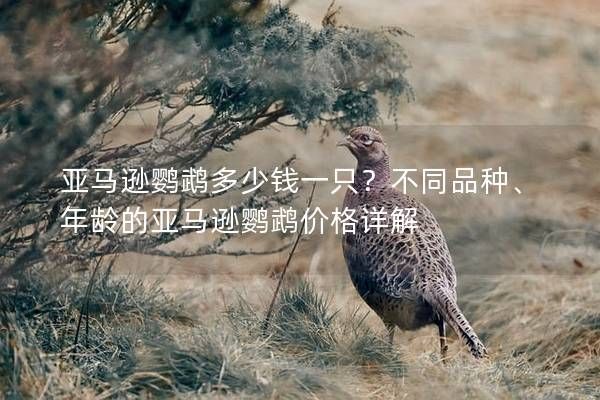 亚马逊鹦鹉多少钱一只？不同品种、年龄的亚马逊鹦鹉价格详解