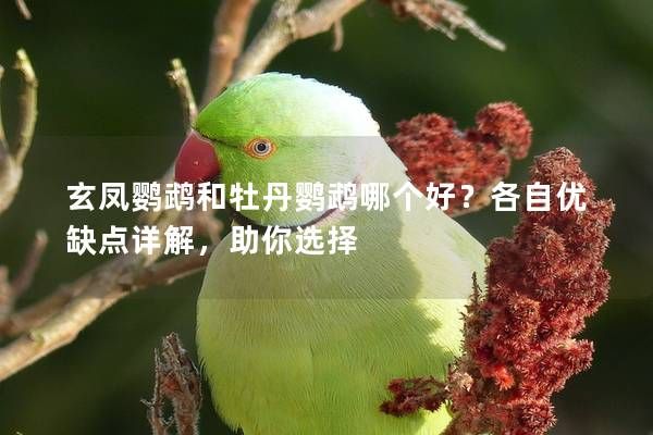 玄凤鹦鹉和牡丹鹦鹉哪个好？各自优缺点详解，助你选择