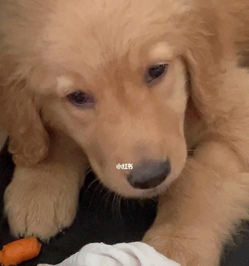 萝卜汁对狗狗的好处（宠物健康从饮食开始）