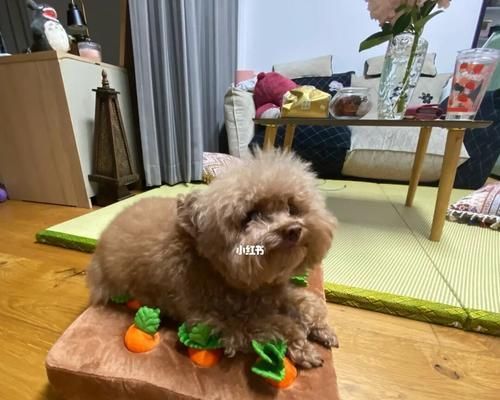 萝卜汁对狗狗的好处（宠物健康从饮食开始）