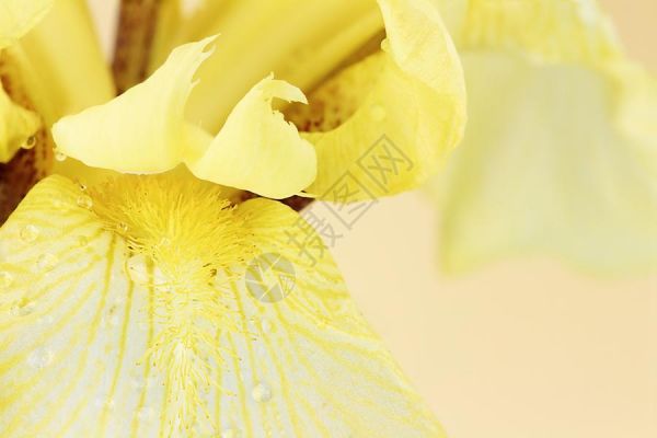 黄胡子伊里斯高清图片