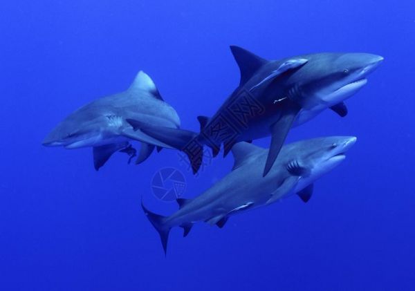 Ponto 序列高清图片