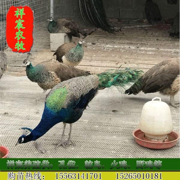 哪里买孔雀,孔雀养殖场祥宸养殖场