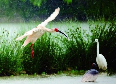     在雨中展翅飞翔的朱鹮。