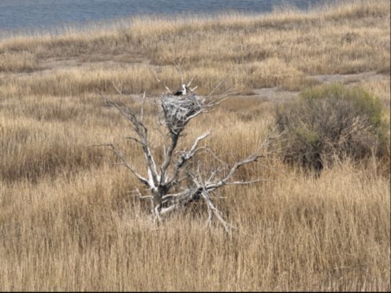 东方白鹳在灌木丛繁殖。周英锋 摄