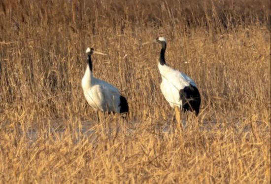东营黄河入海口,翩翩起舞的丹顶鹤。