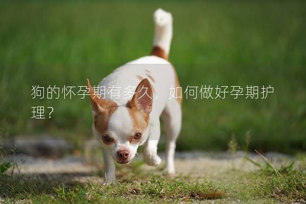 狗的怀孕期有多久,如何做好孕期护理?