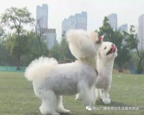 怀孕期养狗指南：宠物与孕妇的和谐共处秘诀