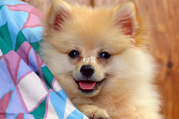 梦到黑色的狗预示生男孩