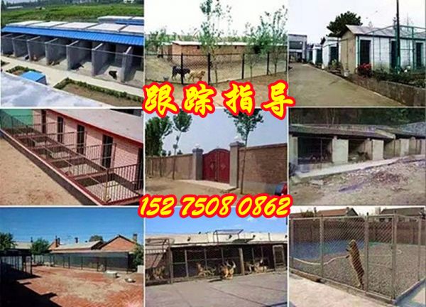 广州花都哪里有肉狗苗卖多少钱一只