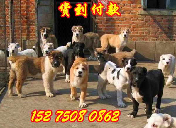 广州花都哪里有肉狗苗卖多少钱一只