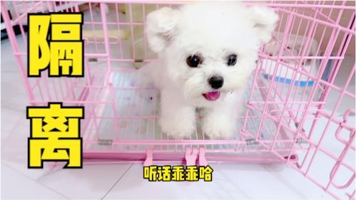 被隔离后宠物狗怎么办