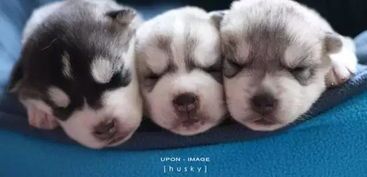 狗狗慎食草莓，小心过敏风险。