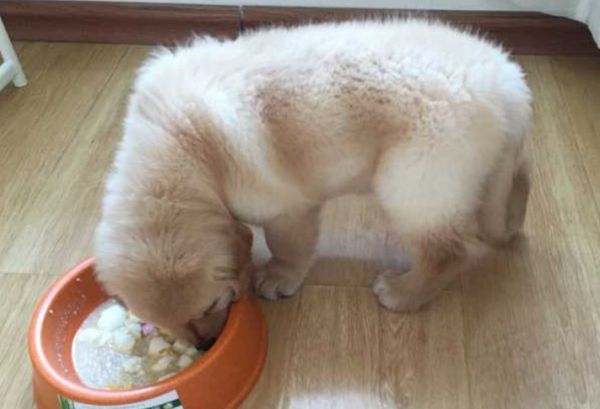 自制金毛犬狗粮的做法