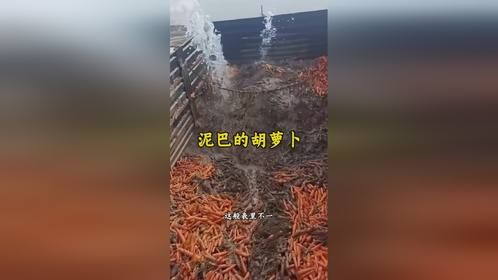 为什么要用水冲洗胡萝卜呢？