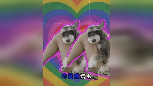 让小狗看看懒惰虫在哪里？