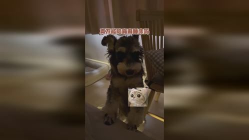 被窝怎么狗狗祟祟长小狗了！！