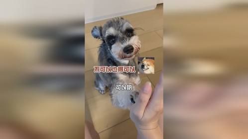 粑粑吃四个麻麻吃一个，ee们觉得十七可以吃几个！